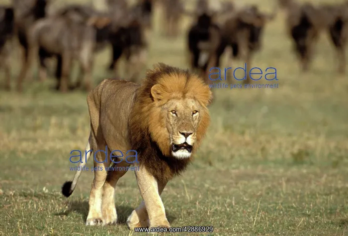 : Lion - male : Lion - male