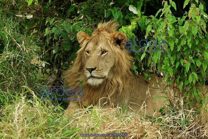 : Lion - Male : Lion - Male