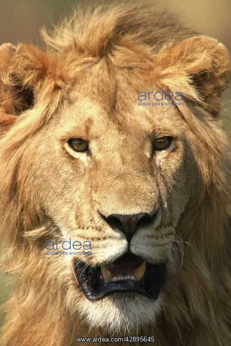 : Lion - Male : Lion - Male