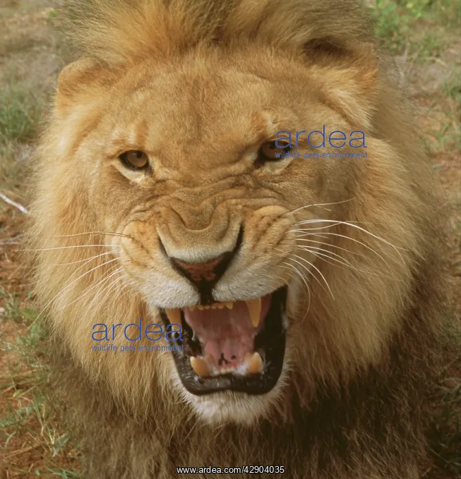 : Lion - male : Lion - male