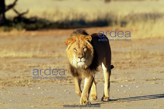 : Lion - male : Lion - male