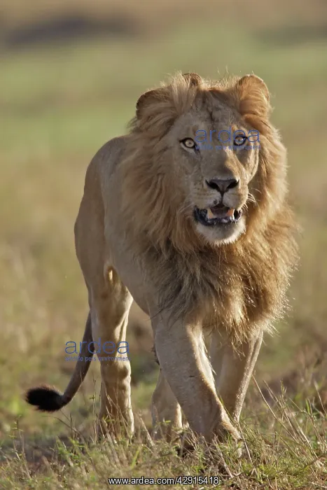 : Lion - male : Lion - male