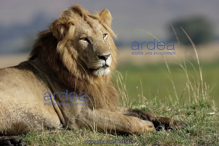 : Lion - male : Lion - male
