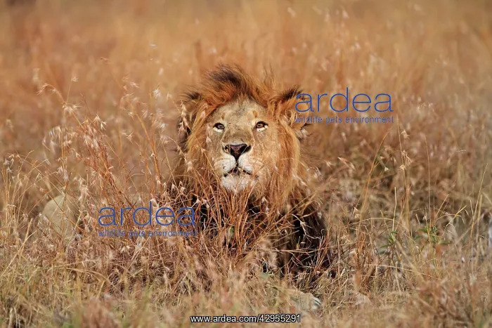 : Lion - male : Lion - male