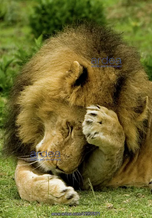 : Lion - Male : Lion - Male
