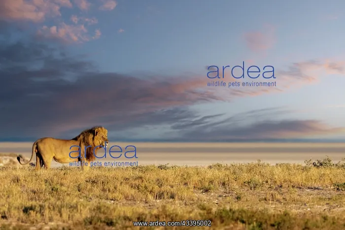 : LION, MALE : LION, MALE