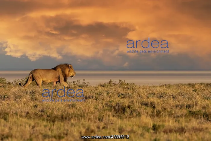 : LION, MALE : LION, MALE
