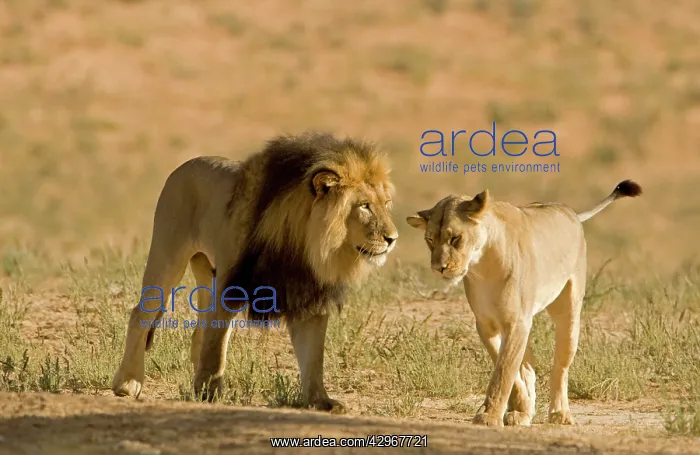 : Lion - male approaching a female : Lion - male approaching a female