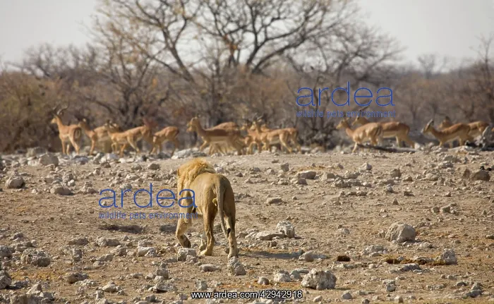 : Lion - Male approaching a herd of Black Faced Impala : Lion - Male approaching a herd of Black Faced Impala