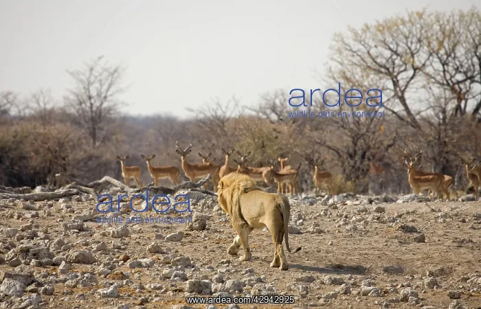 : Lion - Male approaching a herd of Black Faced Impala : Lion - Male approaching a herd of Black Faced Impala