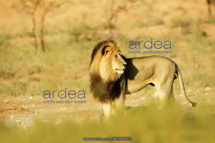  : Lion - male with a black mane in early morning light