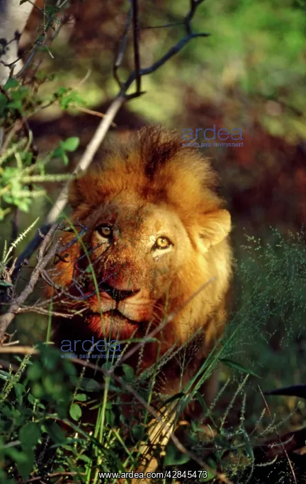 : Lion - Male, with bloodstained mouth : Lion - Male, with bloodstained mouth