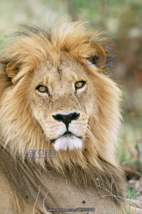 : LION - male, close up : LION - male, close up