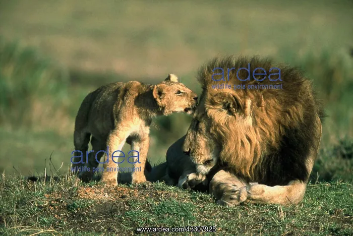 : LION - Male with cub : LION - Male with cub