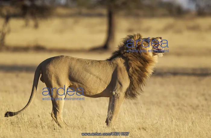 : Lion - male does the flehmen - the typical grimace : Lion - male does the flehmen - the typical grimace
