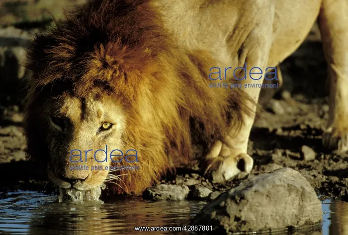 : Lion - Male drinking : Lion - Male drinking