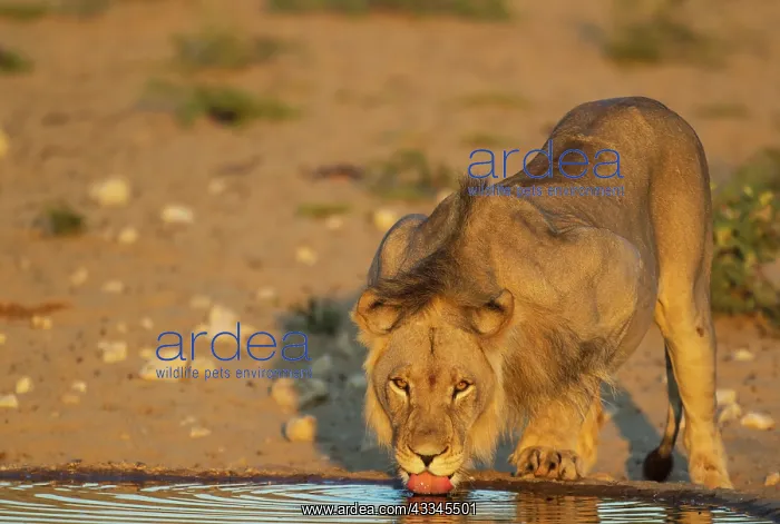 : Lion. Male. Drinking at a man-made waterhole. In : Lion. Male. Drinking at a man-made waterhole. In