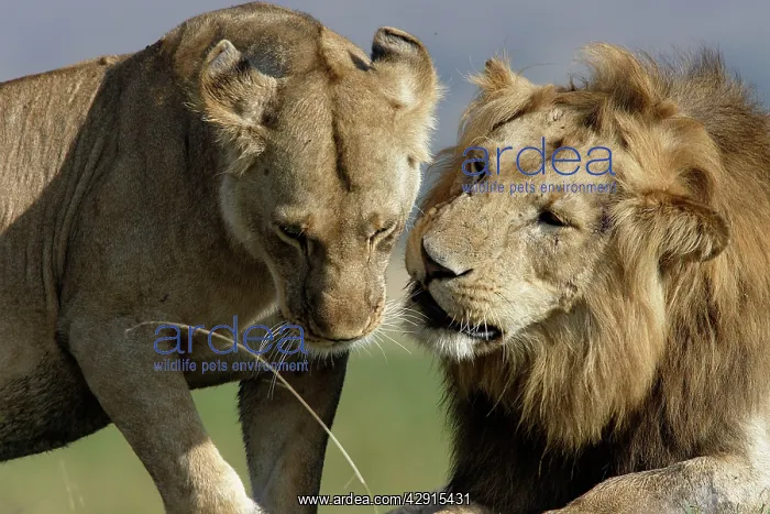 : Lion - male & female : Lion - male & female