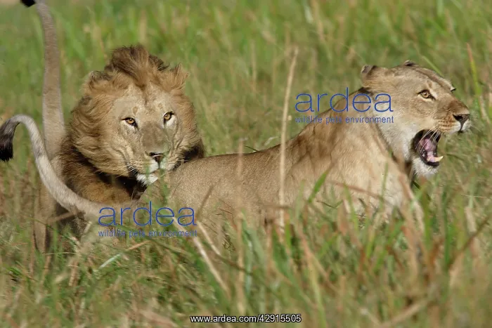 : Lion - Male & female, courtship behaviour : Lion - Male & female, courtship behaviour
