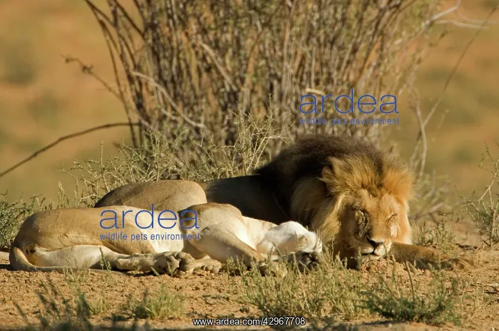 : Lion - male and female lying side by side - after mating : Lion - male and female lying side by side - after mating