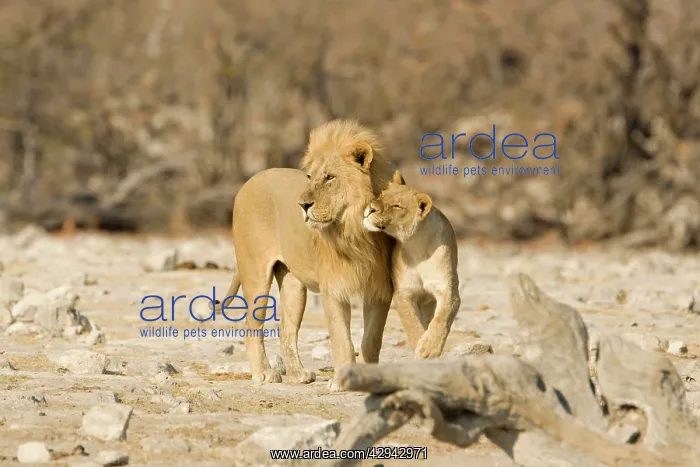 : Lion - Male and female showing affection : Lion - Male and female showing affection