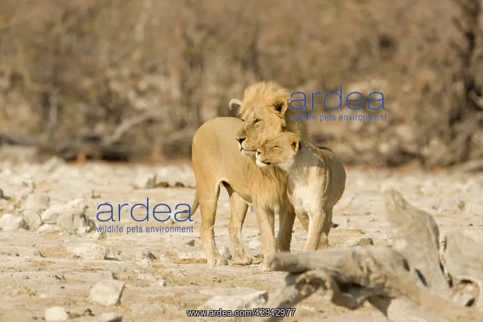 : Lion - Male and female showing affection : Lion - Male and female showing affection