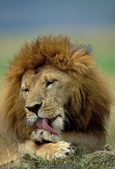 : Lion - Male licking his paw : Lion - Male licking his paw