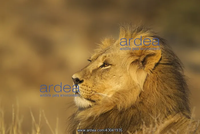 : Lion - male in the light of the early morning - : Lion - male in the light of the early morning -