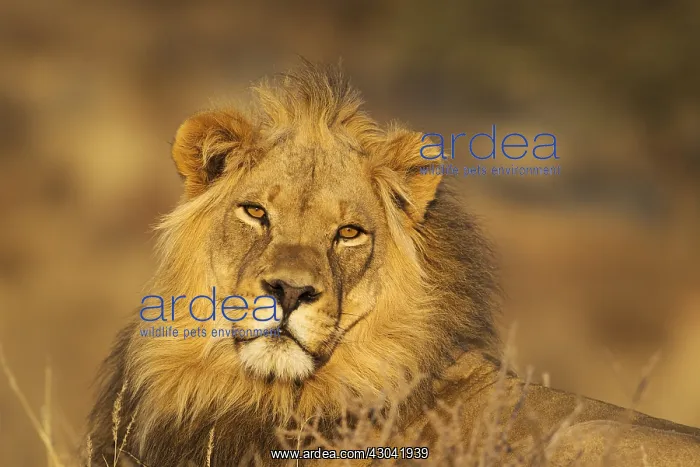 : Lion - male in the light of the early morning - : Lion - male in the light of the early morning -
