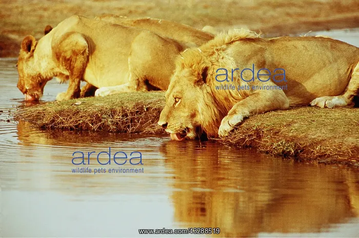  : LION - male & Lioness drinking water