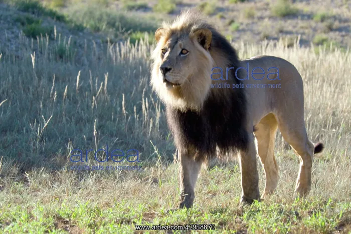: Lion - Male with mane : Lion - Male with mane