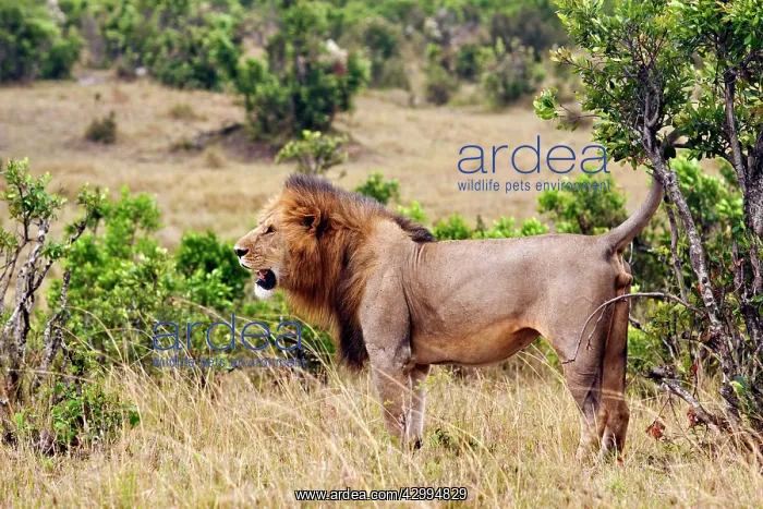 : Lion - male marking his territory : Lion - male marking his territory