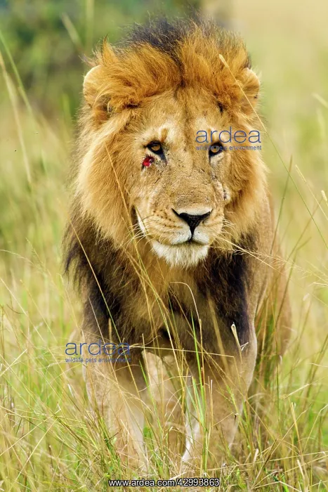 : Lion - male - mating injuries : Lion - male - mating injuries