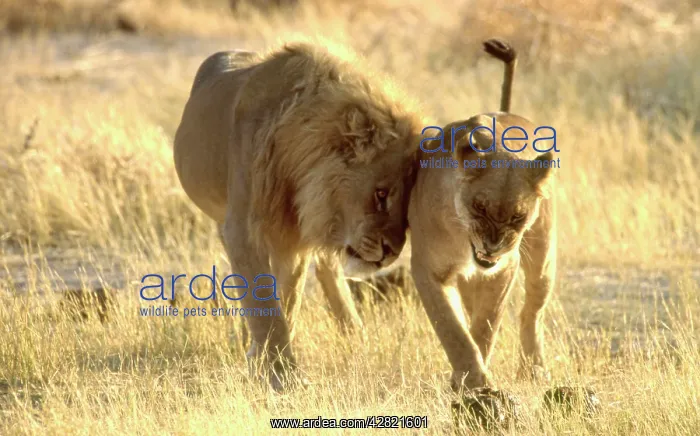 : LION - Male nuzzling snarling lioness / female : LION - Male nuzzling snarling lioness / female