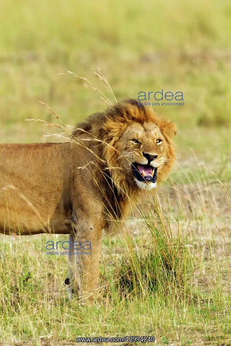 : Lion - Male - performing flehmen expressions : Lion - Male - performing flehmen expressions