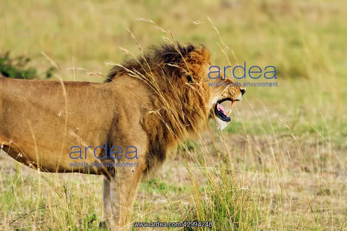 : Lion - Male - performing flehmen expressions : Lion - Male - performing flehmen expressions