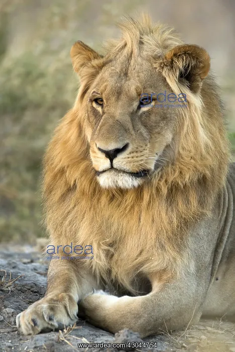  : Lion - male portrait - Botswana, Africa