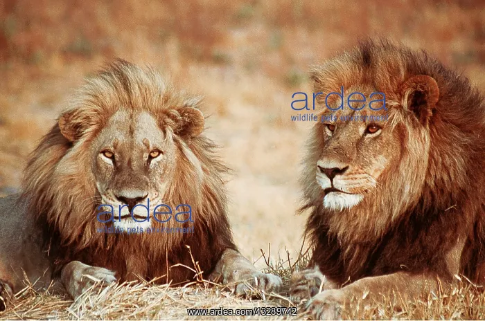: LION - two male resting : LION - two male resting