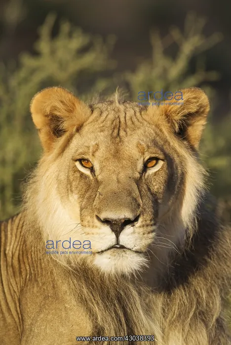 : Lion - male - resting - Kalahari Desert, Kgalagadi : Lion - male - resting - Kalahari Desert, Kgalagadi