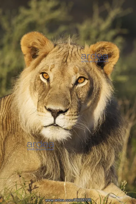 : Lion - male - resting and watching his mate with : Lion - male - resting and watching his mate with