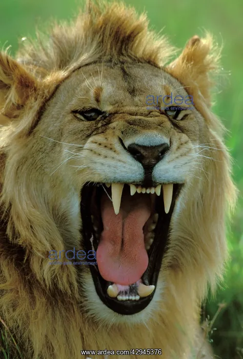 : Lion - Male roaring : Lion - Male roaring