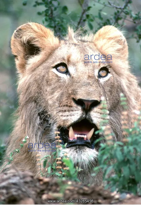 : LION - male roaring : LION - male roaring