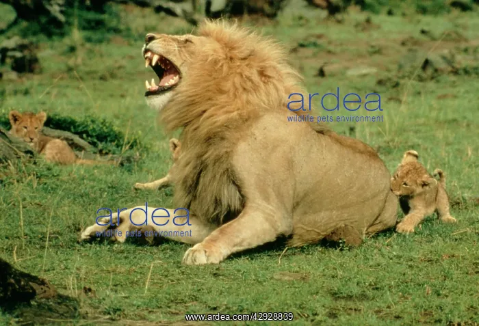 : Lion - male roaring, with cub biting rump : Lion - male roaring, with cub biting rump