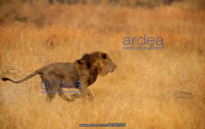 : Lion - male, running : Lion - male, running