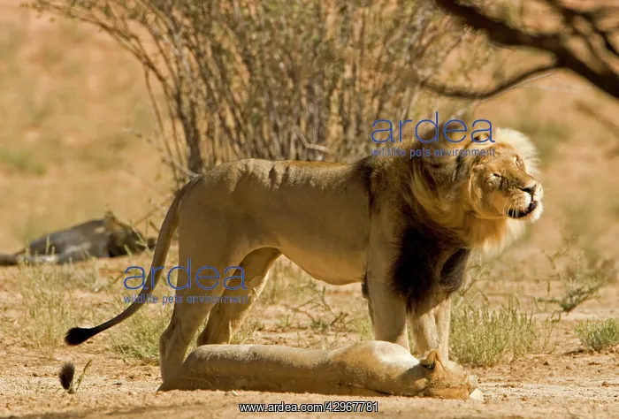: Lion - male shakes his head whilst standing over : Lion - male shakes his head whilst standing over