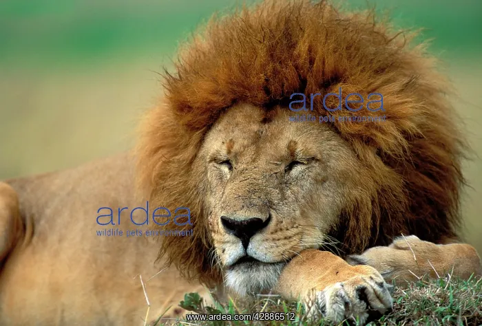 : Lion - Male sleeping : Lion - Male sleeping