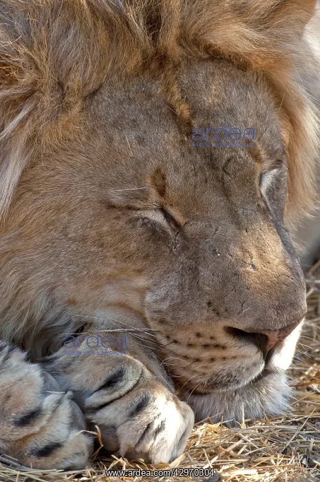 : Lion - male sleeping : Lion - male sleeping
