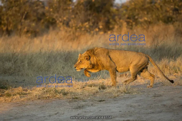 : Lion - male stalking at sunrise - Botswana, Africa : Lion - male stalking at sunrise - Botswana, Africa