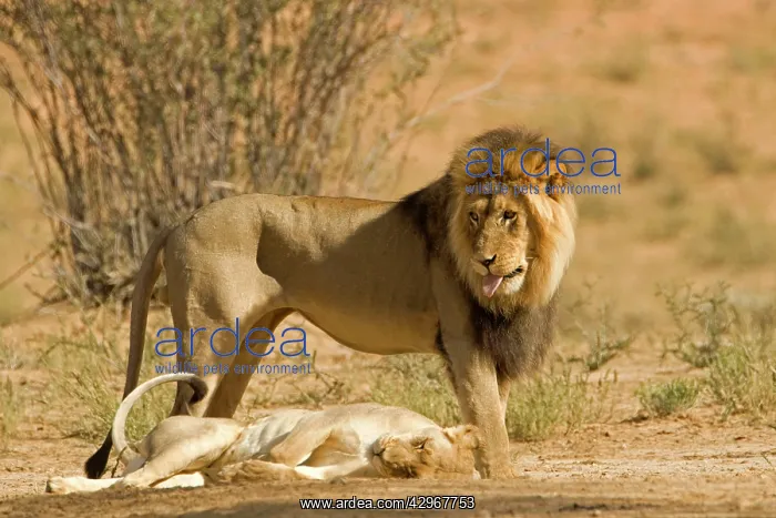 : Lion - male standing above the female after mating : Lion - male standing above the female after mating
