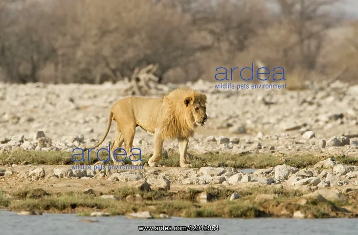 : Lion - Male walking beside a water hole : Lion - Male walking beside a water hole
